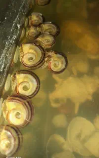 حلزون کلمبیایی