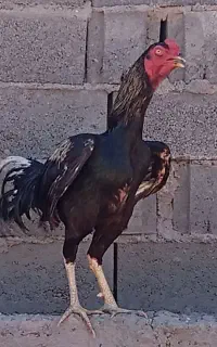 تخم مرغ لاری