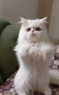 پرشین چشم تابه تا با وسایلاش