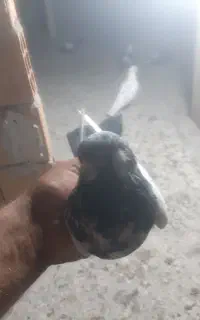 یک جفت کبوتر آس