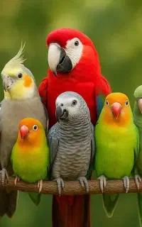 پرنده‌ی زینتی پیدا شده
