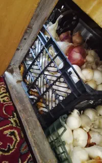 پیاز حیدر آباد