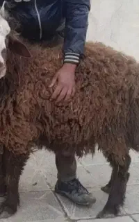 دام روستایی گوسفندوبره زنده قربونی خون ریختن باذبح