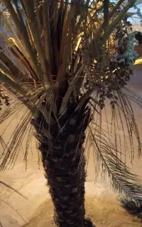 نخل