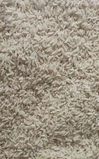 سرلاشه برنج فجر
