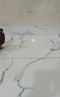 کبوتر کورک و سرخ معاوظه فقط با جوجه سهره کورپه
