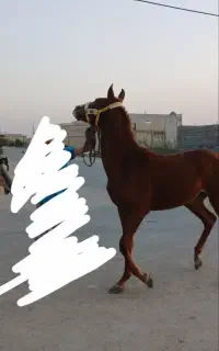 اسب مادیان عرب