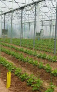 فعالیت اقتصادی در گلخانه