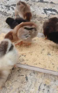 جوجه گلپایگان  دوهفته ای
