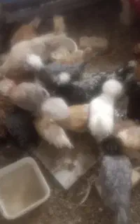 جوجه مرغ سلطان