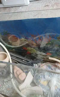اکواریم شیشه خم با وسایلاش