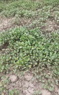 نشا گوجه فرنگی و بادمجان و فلفل