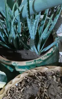 پا جوش ریشه دار الوئه ورا