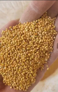 دانه ارزن خوراک پرنده