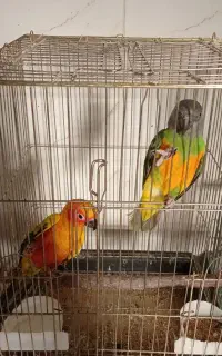 جوجه ملنگو  سرلاکی نرم خور نزدیک دونخوری