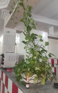 گل اپارتمانی