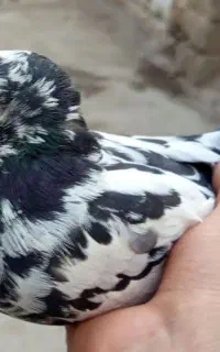کبوتر گم شده