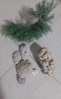 سنگ مرجان طبیعی آکواریوم  و سبزه