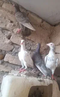 جوجه سار وموشی