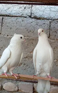 نروماده سفید قدیمی