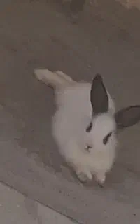 خرگوش زیبا به فروش می رسد
