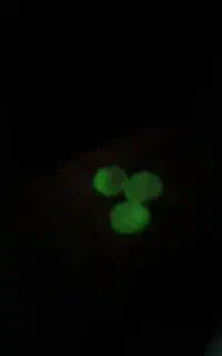 گوهر شب نما
