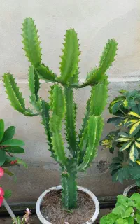 گل افوربیا اره ای خاص