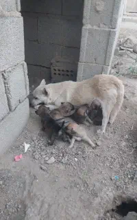 توله‌سگ‌پاکو‌تا‌ه‌نژاد‌اشپیز
