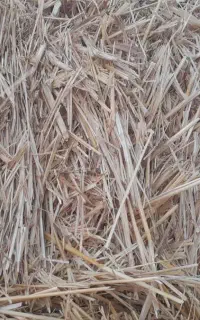 پرس گندم یا صفال