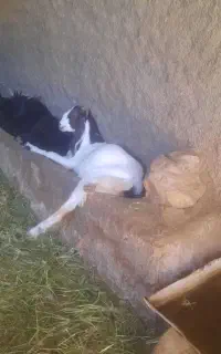 بزغاله پاکستانی آبستن