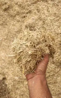 کاه