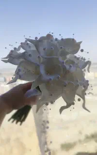 دسته گل عروس قاتنیا