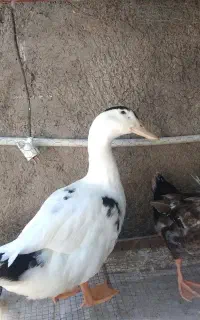 اردک نر و ماده