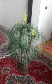 درختچه ی نخل مصنویی