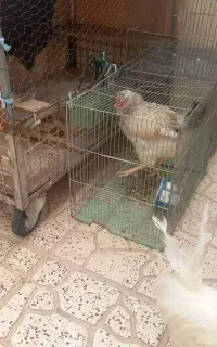 قفس بزرگ