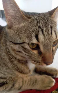 گربه پلنگی گمشده