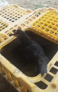 نیمچه مرغ جهادی ۵ ماه