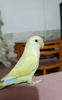 طوطی برزیلی خوشگل بامزه و سالم