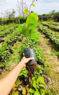 نهال کیوی