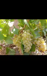 انگور کشمش تازه وارگانیک