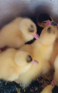 جوجه اردک اسرائیلی