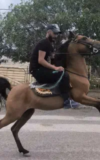اسب نر