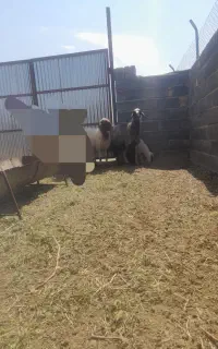 میش و بره جنس دار