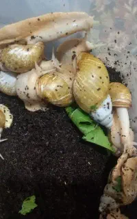 ۲باکس حلزون ۲۰عدد