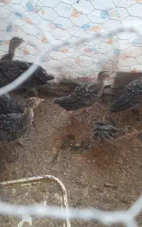 جوجه بوقلمون