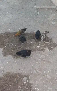 فروش جوجه محلی