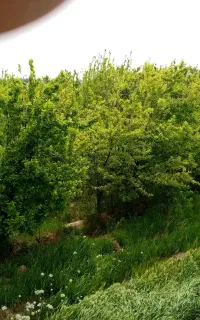 کارگر آلو پوست کردن و جمع کردن