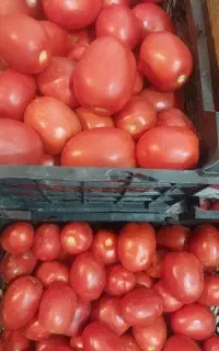 گوجه درجه1