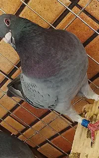 پلاکی نر گم شده