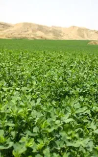 یونجه چین چهارم